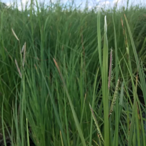prairie cordgrass