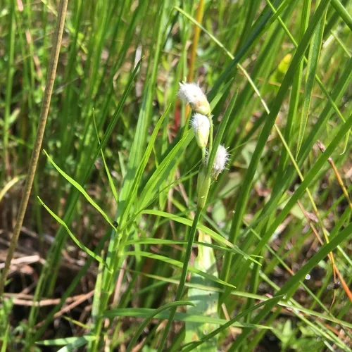 rough cottongrass
