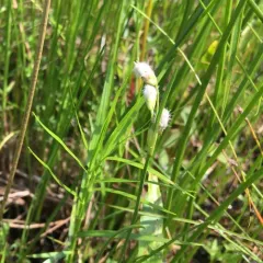 rough cottongrass thumbnail 1