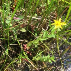 pale St. John's-wort thumbnail 1