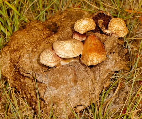 Deconica merdaria