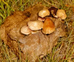 Deconica merdaria thumbnail 1