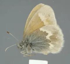 Large Heath thumbnail 4