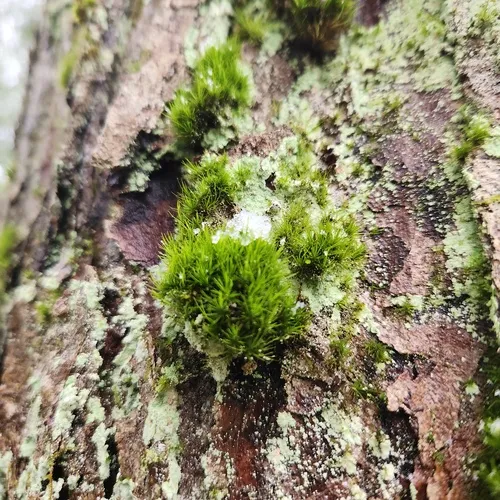 dicranum moss
