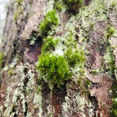 dicranum moss thumbnail 1