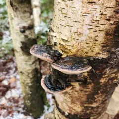 Phellinus nigricans thumbnail 1