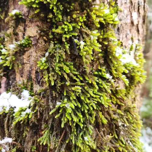 squirrel-tail moss
