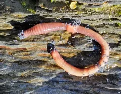 Redhead Worm thumbnail 1