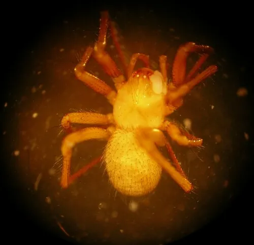 Pallid cave spider