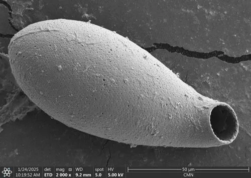 Cyphoderia ampulla