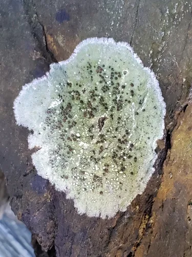 rim lichen