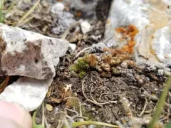 Standley's Spikemoss thumbnail 3