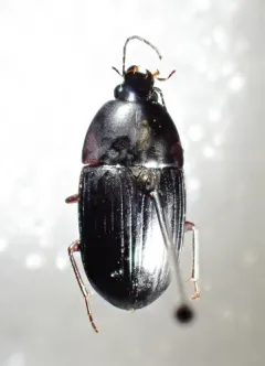 Oodes amaroides thumbnail 3