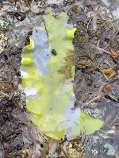 Mazzaella flaccida thumbnail 2