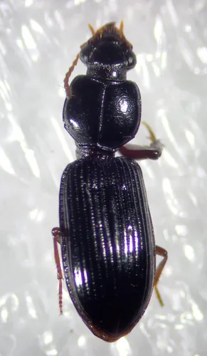 Clivina acuducta