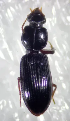 Clivina acuducta thumbnail 1