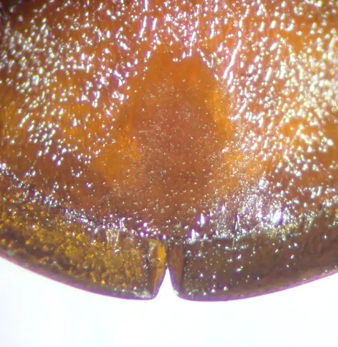 Hydrochara soror