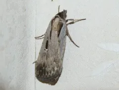Alfalfa Looper Moth thumbnail 4