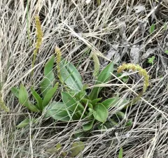 Saline Plantain thumbnail 2