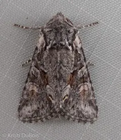 Lacinipolia pensilis thumbnail 4
