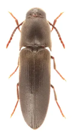 Dromaeolus cylindricollis thumbnail 2