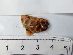 Hanley's Mail-shell thumbnail 4