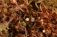 Bryoscyphus dicrani thumbnail 2