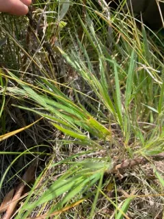 Wilcox's Panicgrass thumbnail 3