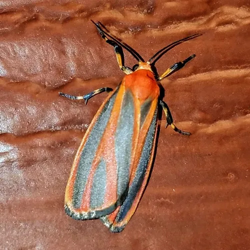 Scarlet-winged Lichen Moth