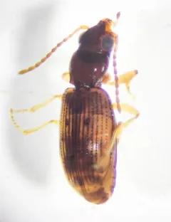 Bembidion impotens thumbnail 3