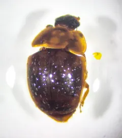 Amphicrossus ciliatus thumbnail 4