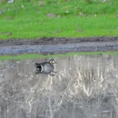 Baikal Teal thumbnail 2