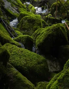 Waterside Feather Moss thumbnail 2