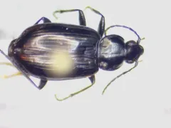 Agonum metallescens thumbnail 2