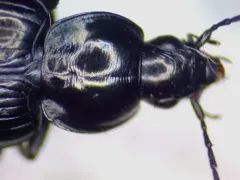Agonum affine thumbnail 2