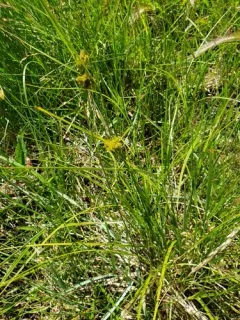 long-bracted sedge thumbnail 1