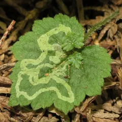 Phytomyza tiarellae thumbnail 4
