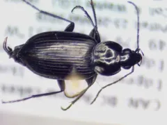 Agonum corvus thumbnail 2