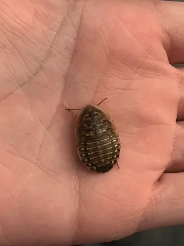 Dubia Cockroach