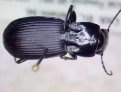 Pterostichus crenicollis thumbnail 3