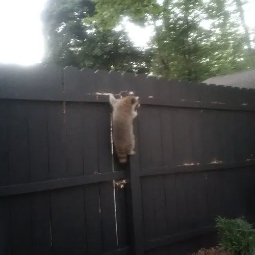 Common Raccoon