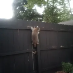 Common Raccoon thumbnail 1