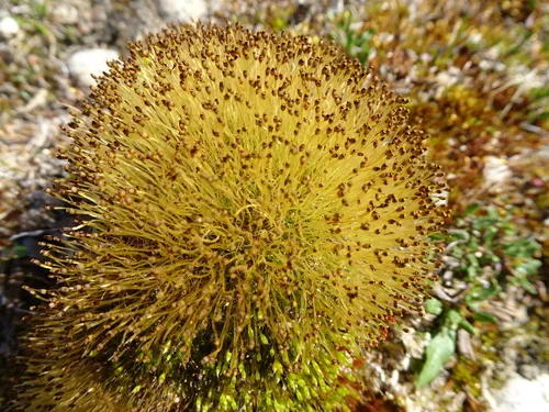 Carrion Moss