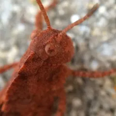 Carolina Grasshopper thumbnail 5