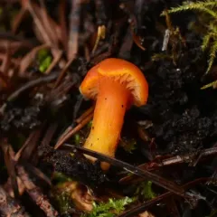 Hygrocybe constans thumbnail 4