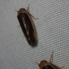 Ponana limbatipennis thumbnail 2