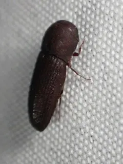 Stethon pectorosus thumbnail 3