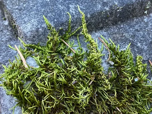 Silky Wall Feather-moss
