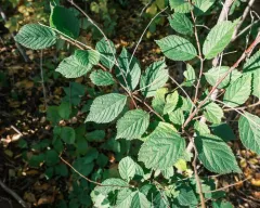 Nanking Cherry thumbnail 3