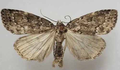 Xestia lupa